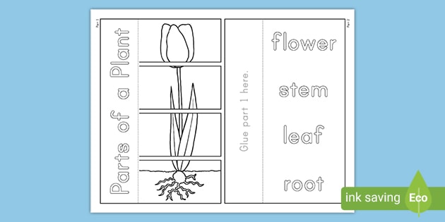 parts of a plant worksheet science resources twinkl