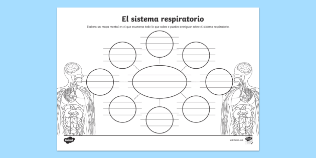 diagrama del sistema respiratorio para 5to grado