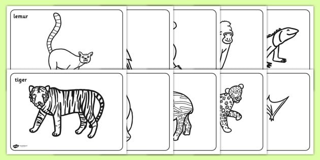 worksheet names animal family Sheets  Colouring Rainforest  &   Jungle Jungle FREE!