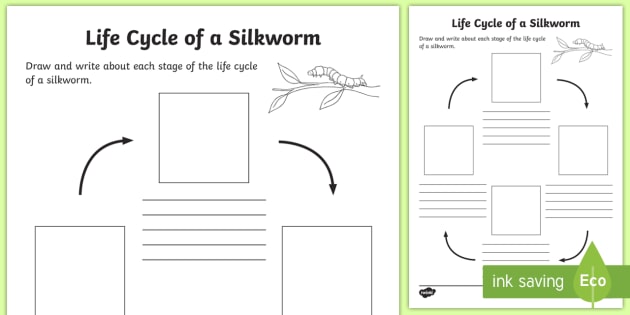 F-2 Silkworm Life Cycle Visual Aid (teacher made) - Twinkl