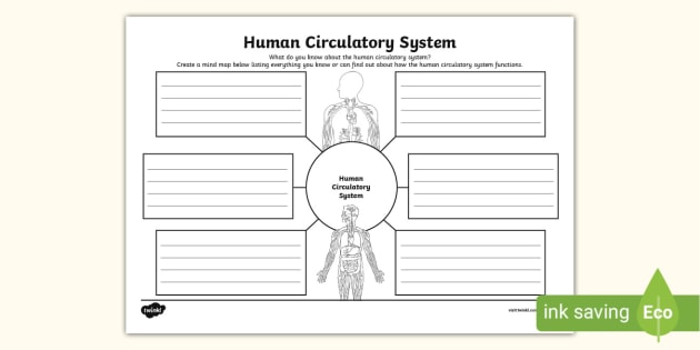 Human Circulatory System Mind Map (teacher made)