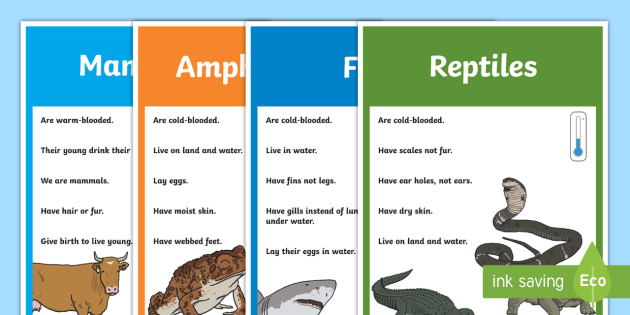 Animal Groups Posters Teacher Made