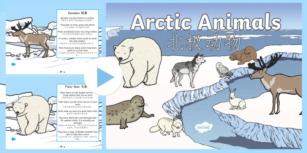 Winter Arctic Animals Habitat PowerPoint English/Mandarin Chinese