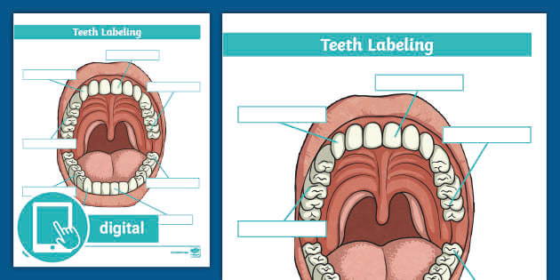 Teeth Labeling Activity teacher Made 
