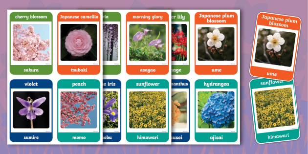 Flowers Photo Flashcards