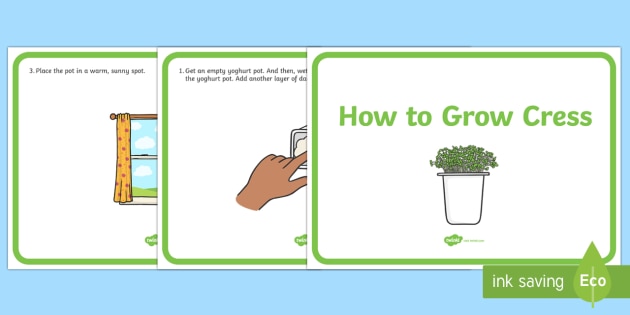 t t 2546630 how to grow cress display posters _ver_1