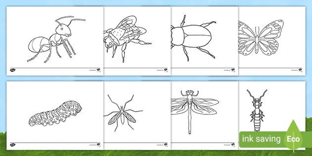 minibeast colouring sheets  childrens colouring pictures