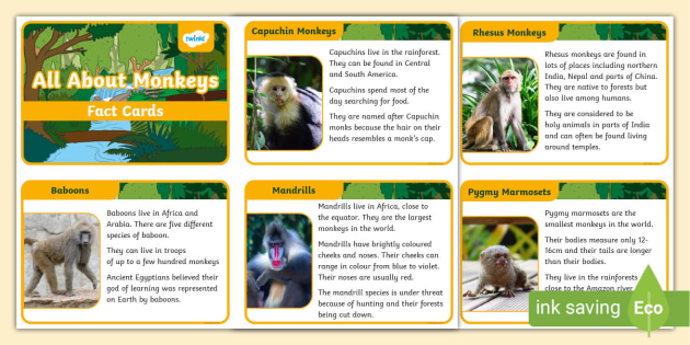 Monkey Habitat Facts: Lesson for Kids - Video & Lesson Transcript