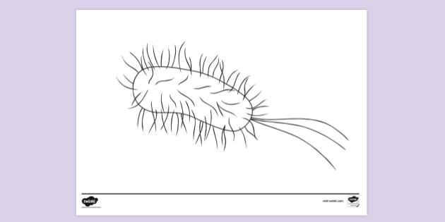 FREE! - Flagellum Cell Colouring Sheet (teacher made)