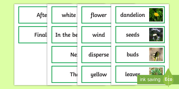 Dandelion Life Cycle Word Cards (teacher made)