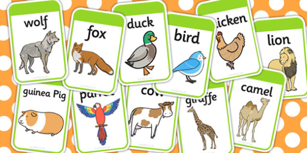 Animal Flashcards Cards Compare Game Twinkl Induced Info