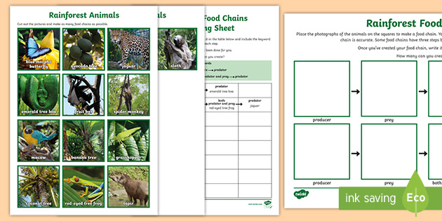 Rainforest Animals Food Chain Diagram | Primary Resources