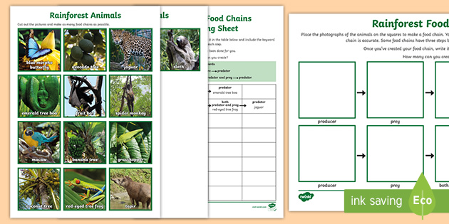 Rainforest Animals Food Chain Diagram Primary Resources