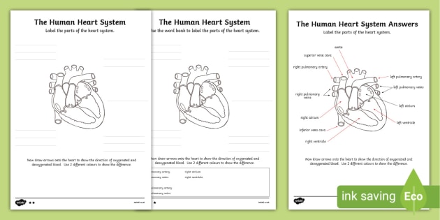 43-human-circulatory-system-worksheet-answers-worksheet-information