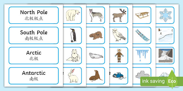 Polar Regions Word Cards - English/Mandarin Chinese