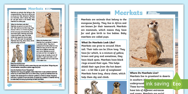 KS1 Meerkat Fact File teacher Made 