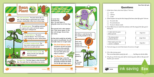 Ks1 Bean Plant Life Cycle Differentiated Reading Comprehension Activity