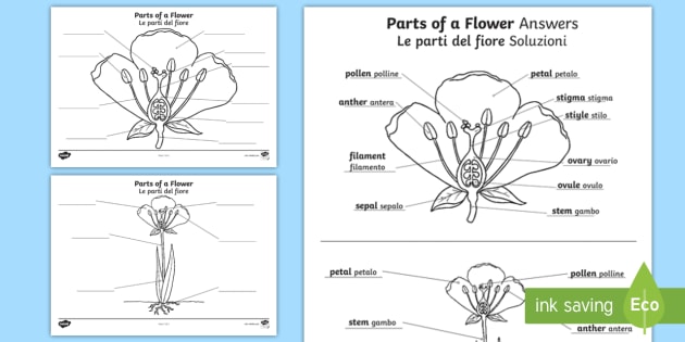 Parts of a Plant and Flower Labeling Worksheet / Worksheet English/Italian
