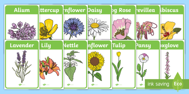 Flower Identification Display Posters - Identify Plants KS1
