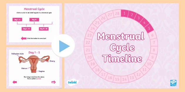 Menstrual Cycle Timeline PowerPoint (teacher made) - Twinkl