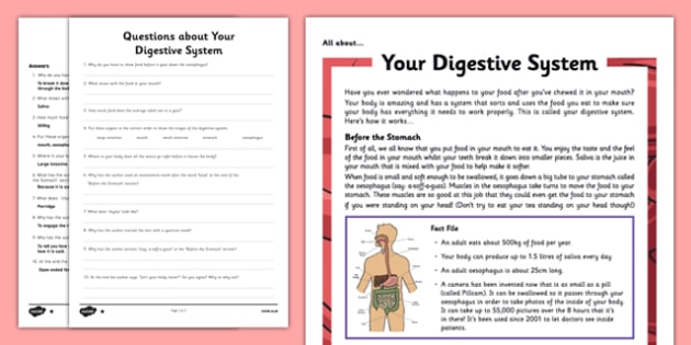 Y4 The Digestive System Reading Comprehension Activity