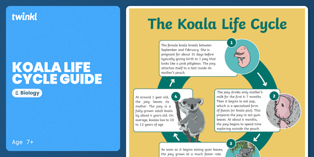 koalacoページ au-sc-75-life-cycle-of-a-koala