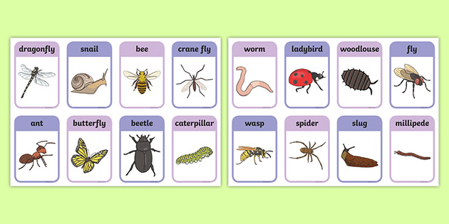 Minibeast Flashcards (Teacher-Made)