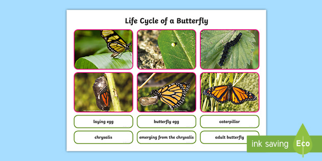 early-excellence-small-world-eyfs-science-biology-life-cycle-of-a