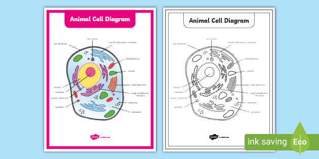 Printable Animal Cell Diagram Life Science Resources 3 5