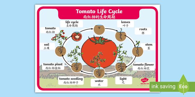 Tomato Life Cycle Word Mat Englishmandarin Chinese