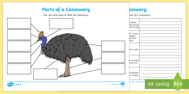 Parts Of A Cassowary Worksheet Worksheets