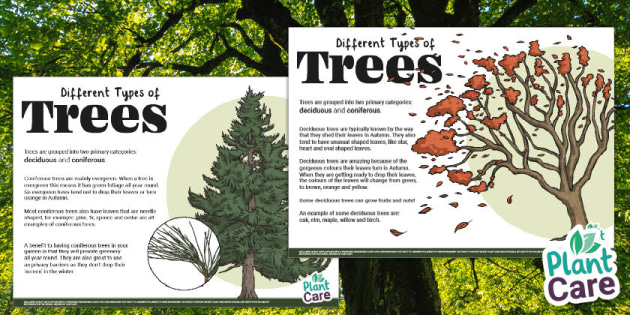 types of coniferous trees