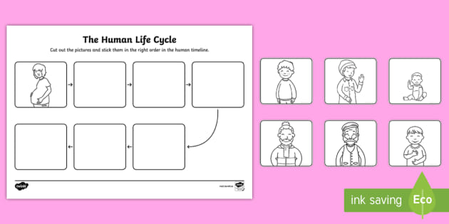 Develop an Awareness of Human Birth Human Lifecycle Worksheet