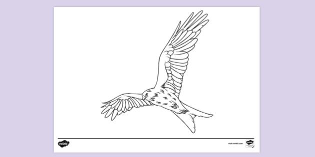 Kite Bird Colouring Sheet | Colouring Sheets
