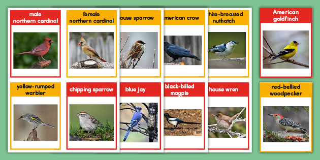 birds-of-north-america-