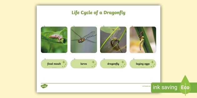 dragonfly life cycle