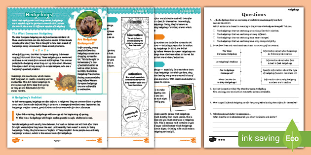 UKS2 Hedgehogs Differentiated Reading Comprehension Activity