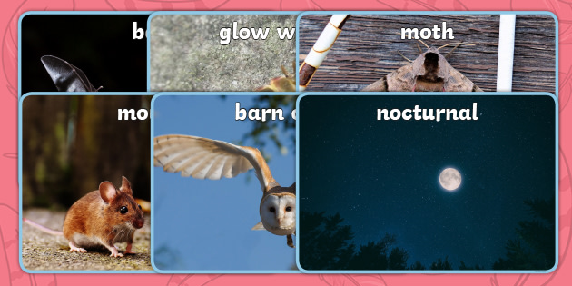Nocturnal and Diurnal Animals Photo Pack (teacher made)
