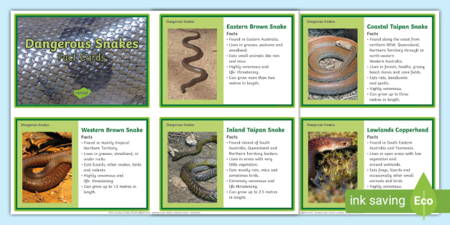 10 of Australia's Dangerous Snakes Fact Cards