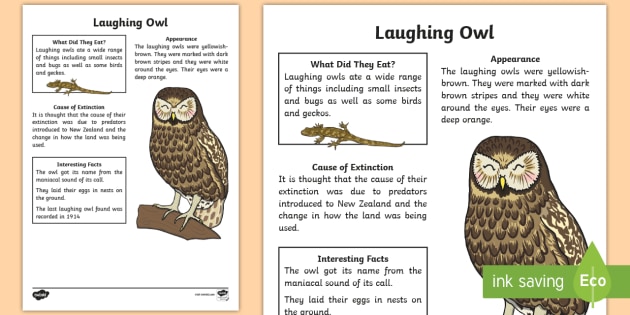nz-extinct-birds-laughing-owl-fact-sheet-teacher-made