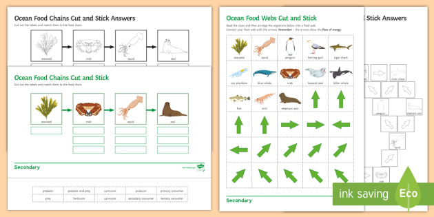 Ocean Food Web Cut And Stick Worksheet Beyond