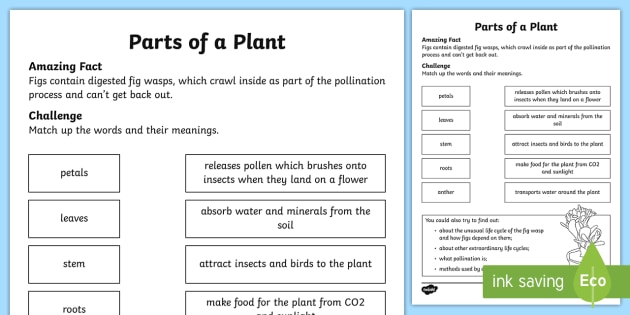 Parts of a Plant Worksheet (teacher made)