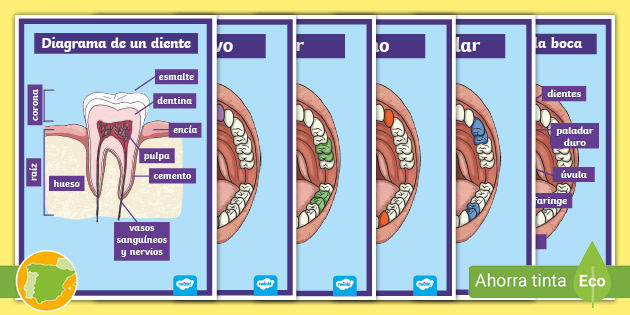fecha Mentor anfitriona Póster: Diagrama del diente y la boca | Primaria - Twinkl