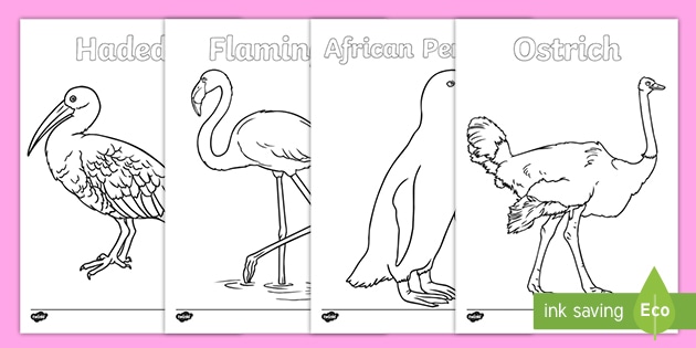 common south african birds colouring pages teacher made