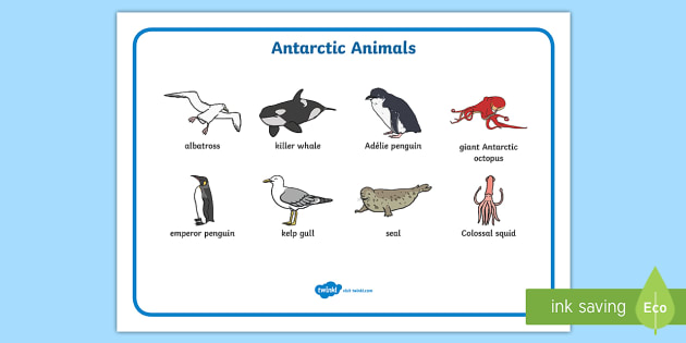 Antarctic Animals | Arctic Shark | Animals that Live in Antarctica