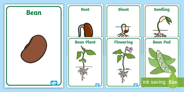 of　Display　(teacher　Cycle　Bean　Plant　Posters　made)　Life　a