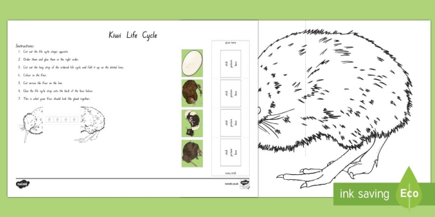 Kiwi Life Cycle Worksheet / Activity Sheet - KiwiLife, Cycle, NZ