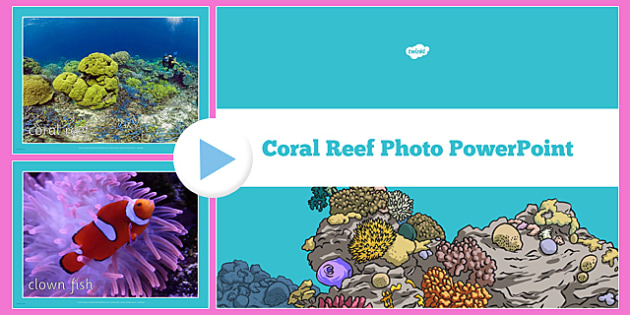 Coral Reef Photo Powerpoint Teacher Made