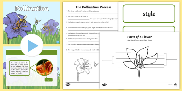 ks2-pollination-lesson-teaching-pack-teacher-made