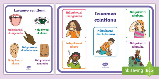 5-senses-word-mat-isixhosa-south-africa-teacher-made